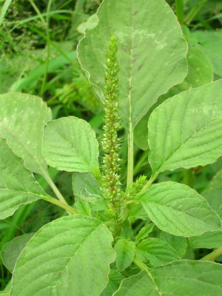 spiny amaranth
